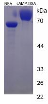 Figure 2. SDS-PAGE