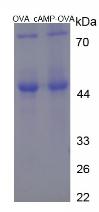 Figure 2. SDS-PAGE