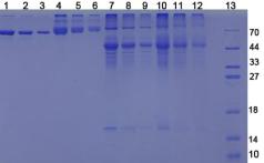 Figure 3. SDS-PAGE