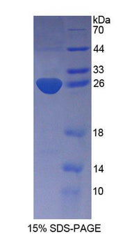 Figure 1. SDS-PAGE
