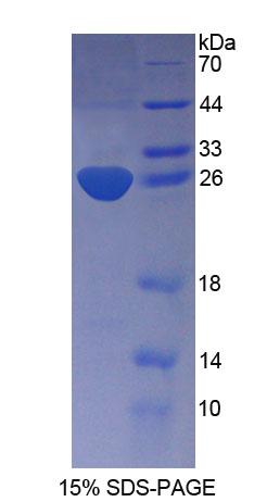 Figure 1. SDS-PAGE