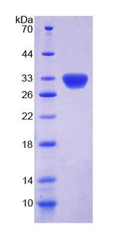 Figure 1. SDS-PAGE