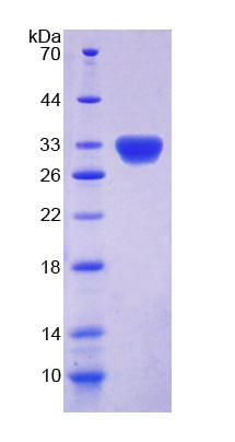 Figure 1. SDS-PAGE