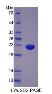 Figure 1. SDS-PAGE
