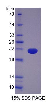Figure 1. SDS-PAGE