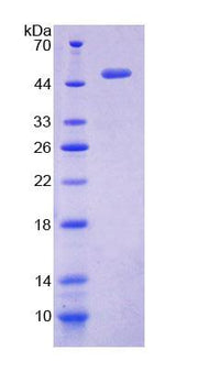 Figure 1. SDS-PAGE