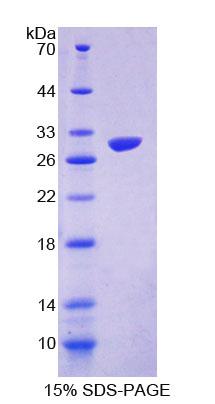 Figure 1. SDS-PAGE