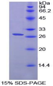 Figure 1. SDS-PAGE