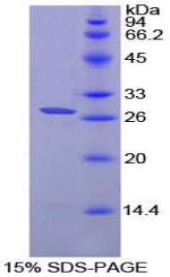 Figure 1. SDS-PAGE