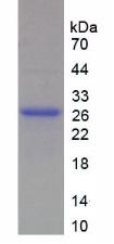Figure 2. SDS-PAGE