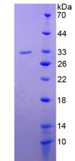 Figure 2. SDS-PAGE