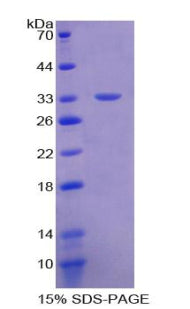 Figure 1. SDS-PAGE