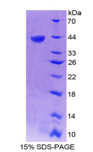 Figure 1. SDS-PAGE