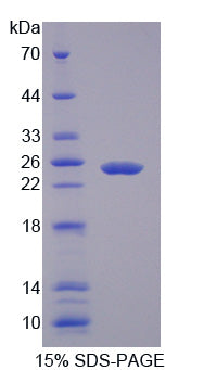 Figure 1. SDS-PAGE