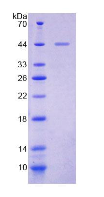 Figure 1. SDS-PAGE