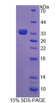 Figure 1. SDS-PAGE
