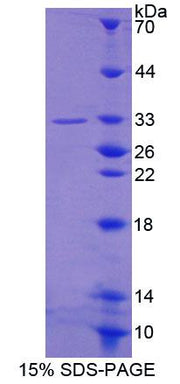 Figure 1. SDS-PAGE