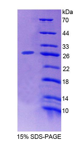 Figure 1. SDS-PAGE
