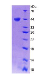 Figure 2. SDS-PAGE