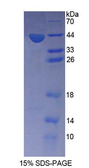 Figure 1. SDS-PAGE