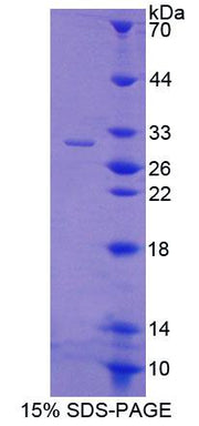 Figure 1. SDS-PAGE
