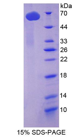 Figure 1. SDS-PAGE