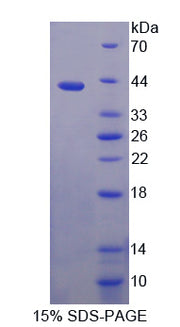 Figure 1. SDS-PAGE