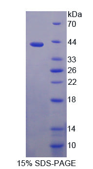 Figure 1. SDS-PAGE