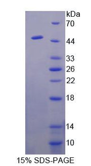 Figure 1. SDS-PAGE
