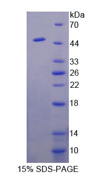 Figure 1. SDS-PAGE