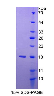 Figure 1. SDS-PAGE