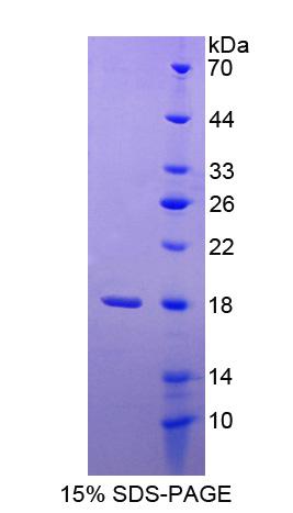 Figure 1. SDS-PAGE