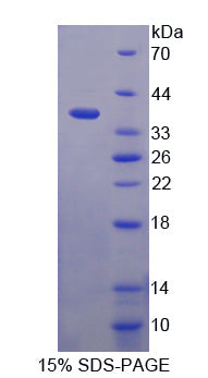 Figure 1. SDS-PAGE