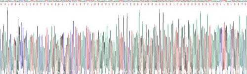 Recombinant Human Interferon Induced Helicase C Domain Containing Protein 1 (IFIH1)