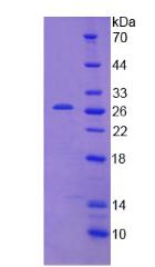 Figure 3. SDS-PAGE