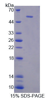 Figure 1. SDS-PAGE