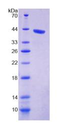 Figure 2. SDS-PAGE