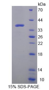 Figure 1. SDS-PAGE