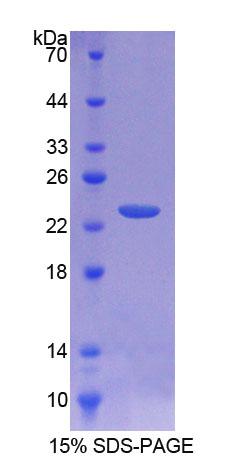 Figure 1. SDS-PAGE