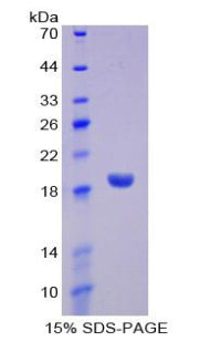 Figure 1. SDS-PAGE