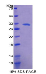 Figure 1. SDS-PAGE