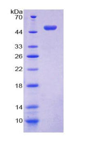 Figure 1. SDS-PAGE