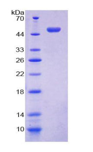 Figure 1. SDS-PAGE