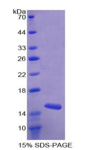 Figure 1. SDS-PAGE