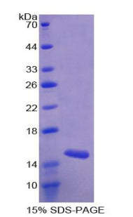 Figure 1. SDS-PAGE
