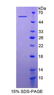 Figure 1. SDS-PAGE