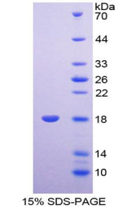 Figure 1. SDS-PAGE