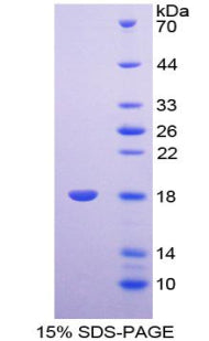 Figure 1. SDS-PAGE