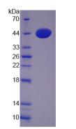 Figure 2. SDS-PAGE