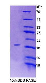 Figure 1. SDS-PAGE